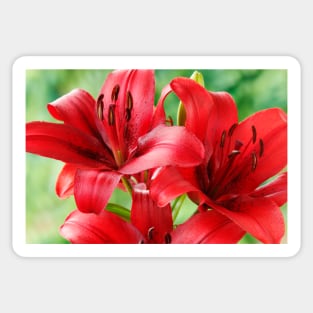 Lilium  'Blackout'  Lily  Asiatic lily Sticker